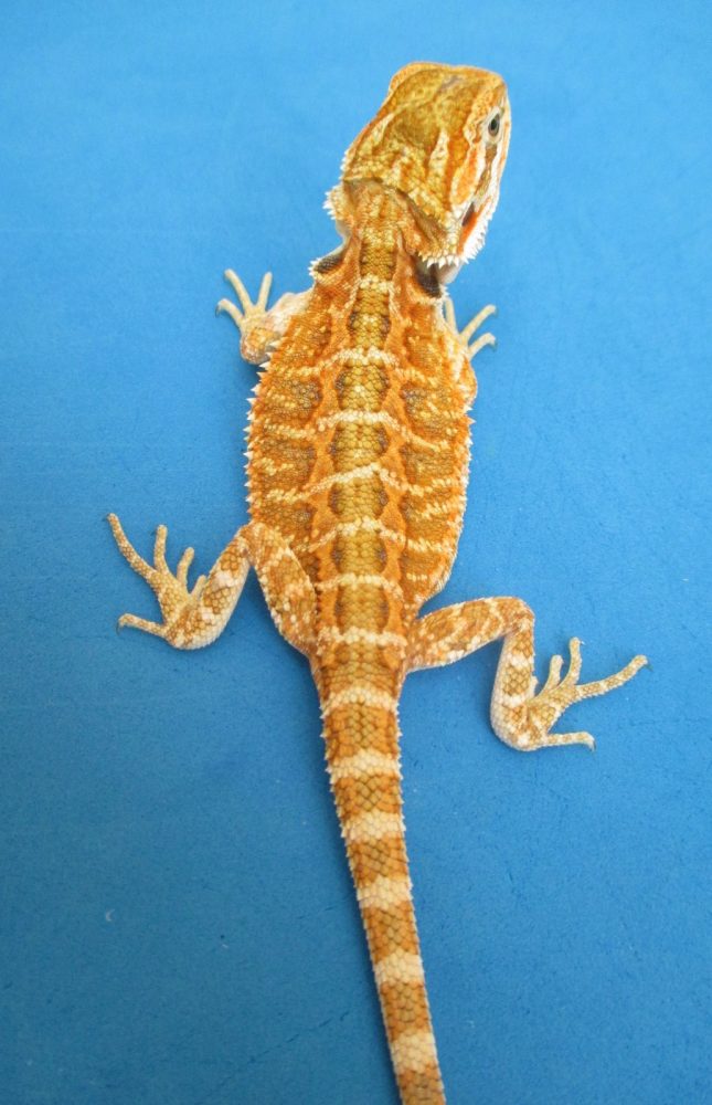 Tangerine & Orange Bearded Dragons For Sale Atomic Lizard Ranch
