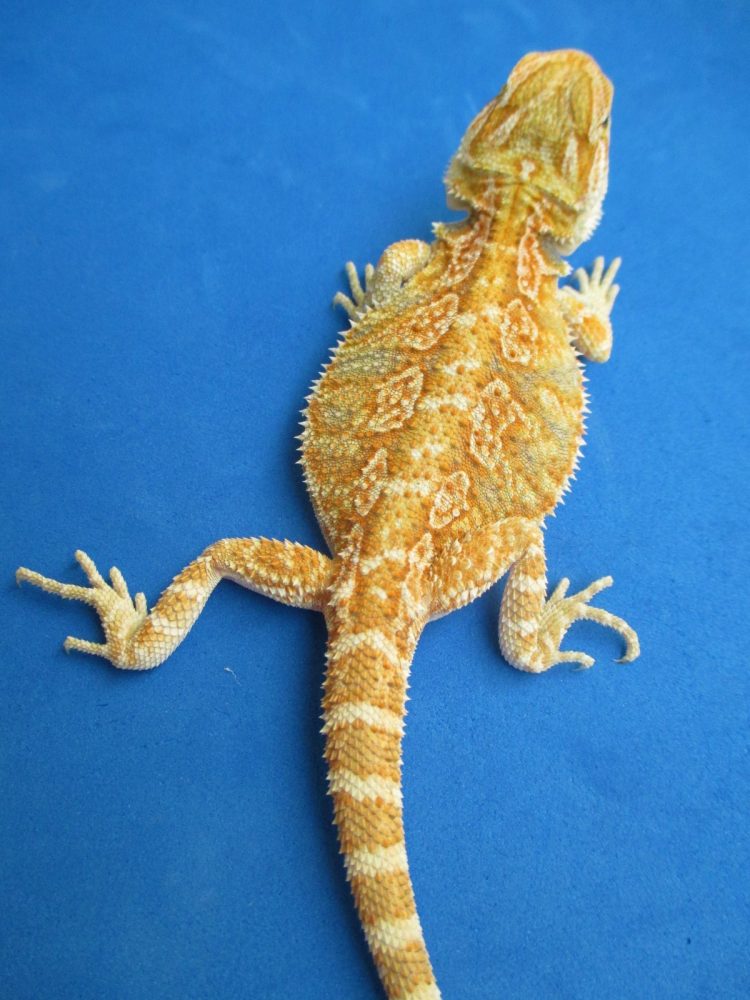 Tangerine & Orange Bearded Dragons For Sale Atomic Lizard Ranch