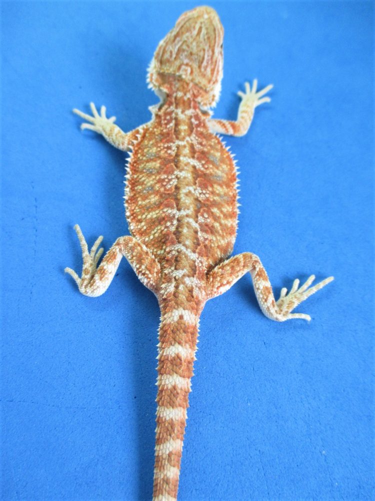 Tangerine & Orange Bearded Dragons For Sale Atomic Lizard Ranch