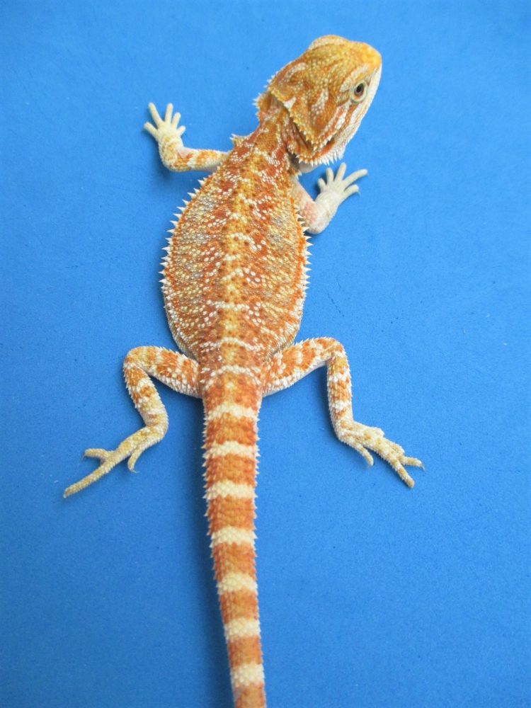 Tangerine & Orange Bearded Dragons For Sale Atomic Lizard Ranch