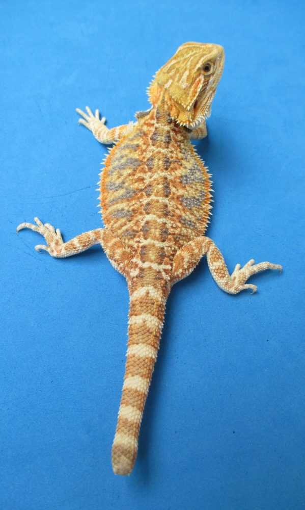 Tangerine & Orange Bearded Dragons For Sale Atomic Lizard Ranch