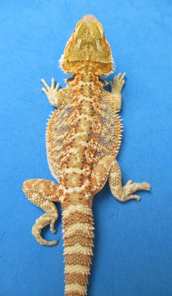 Tangerine & Orange Bearded Dragons For Sale Atomic Lizard Ranch
