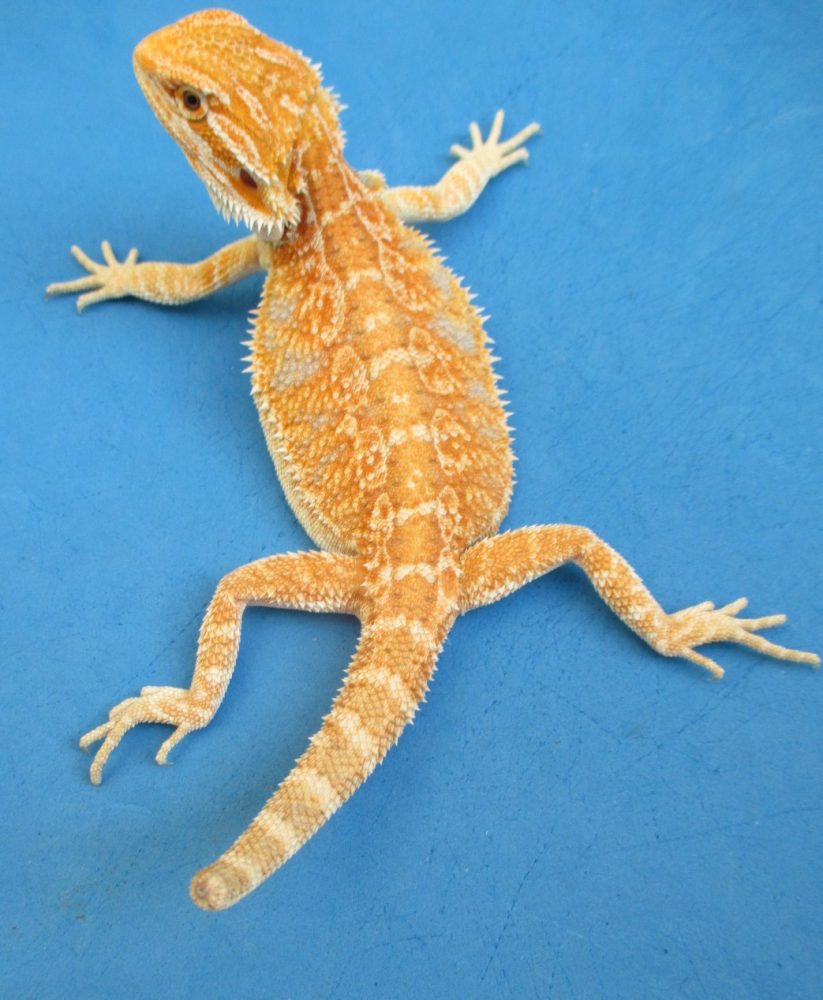 Tangerine & Orange Bearded Dragons For Sale Atomic Lizard Ranch