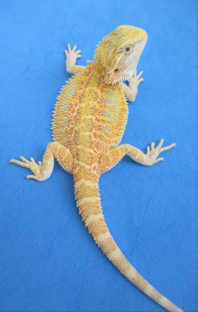 Atomic Lizard Breed for Mandarin Stage Beard Dragon