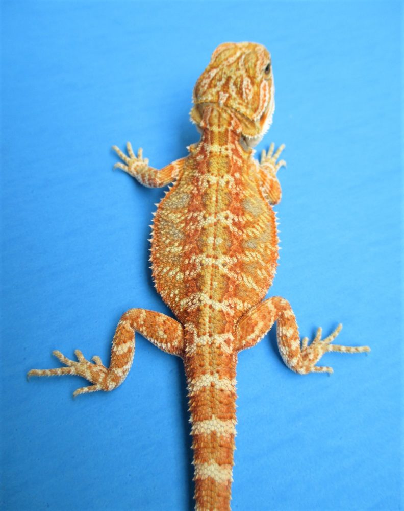 Atomic Lizard Breed for Mandarin Stage Beard Dragon