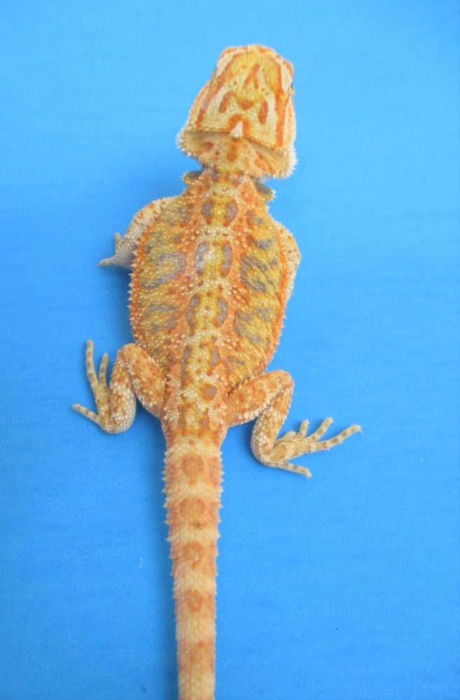 Tangerine Phase Bearded Dragons For Sale Atomic Lizard Ranch