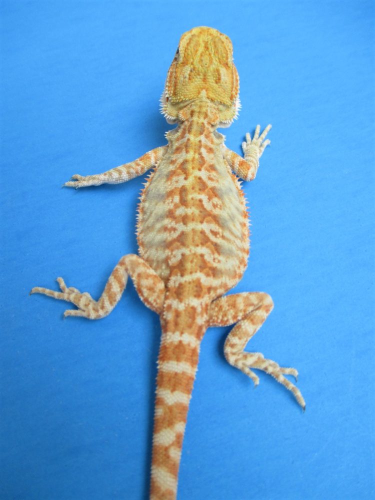 Tangerine Phase Bearded Dragons For Sale Atomic Lizard Ranch