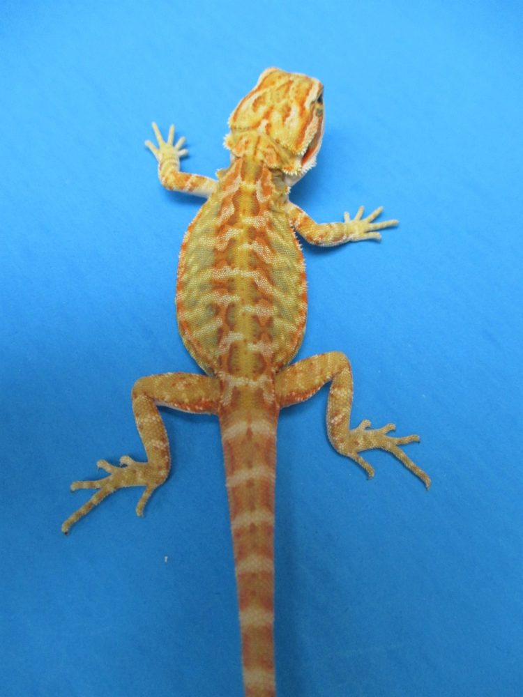 Citrus Leatherback Bearded Dragons For Sale Atomic Lizard Ranch