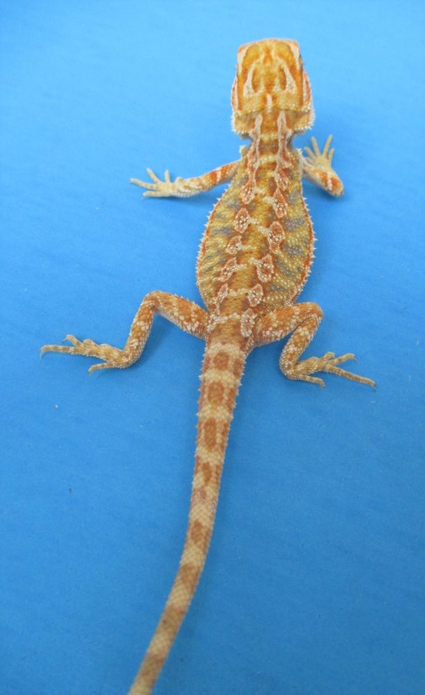 Tangerine & Orange Bearded Dragons For Sale Atomic Lizard Ranch