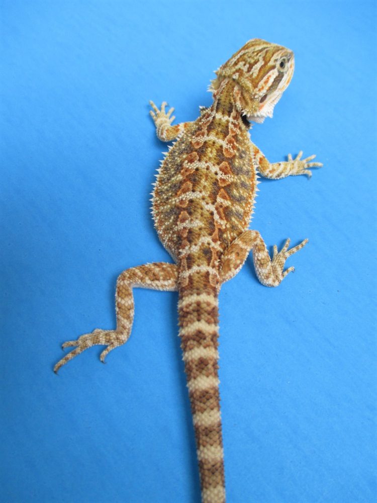 Tangerine & Orange Bearded Dragons For Sale Atomic Lizard Ranch