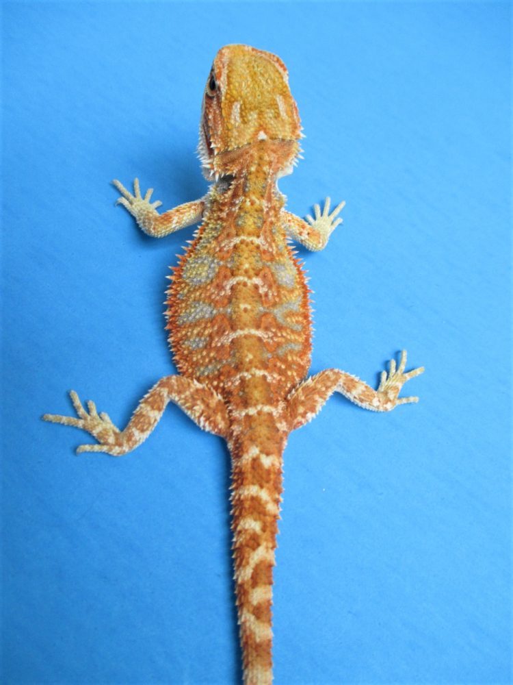 Tangerine & Orange Bearded Dragons For Sale Atomic Lizard Ranch