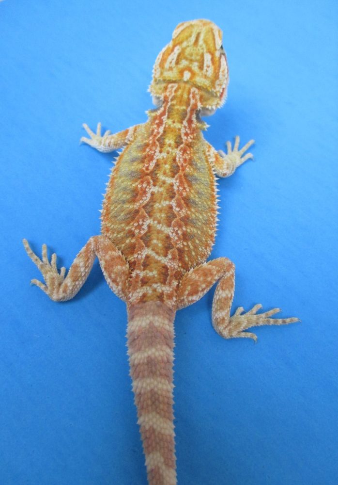 Tangerine Phase Bearded Dragons For Sale Atomic Lizard Ranch