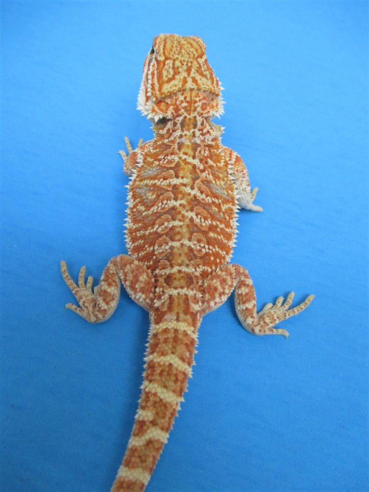 Tangerine & Orange Bearded Dragons For Sale Atomic Lizard Ranch