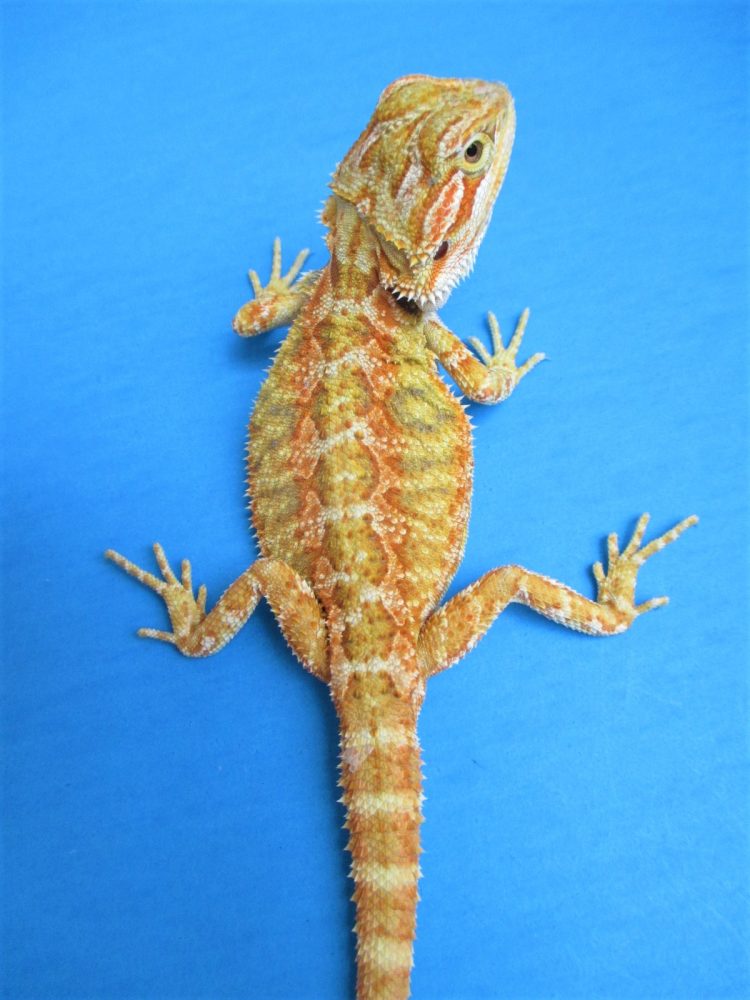 Atomic Lizard Breed for Mandarin Stage Beard Dragon