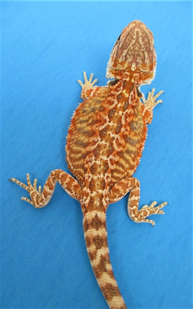 Citrus Leatherback Bearded Dragons For Sale Atomic Lizard Ranch