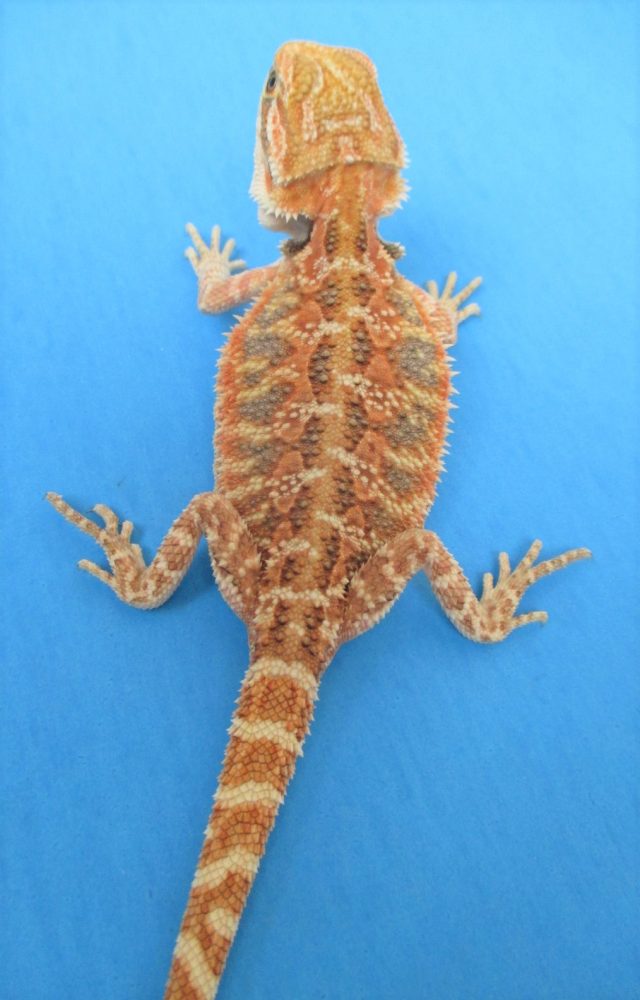 Tangerine & Orange Bearded Dragons For Sale Atomic Lizard Ranch