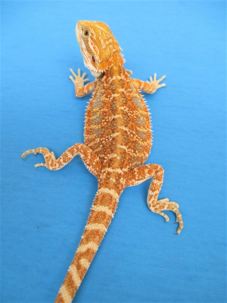Atomic mandarin and orange beard dragon for sale