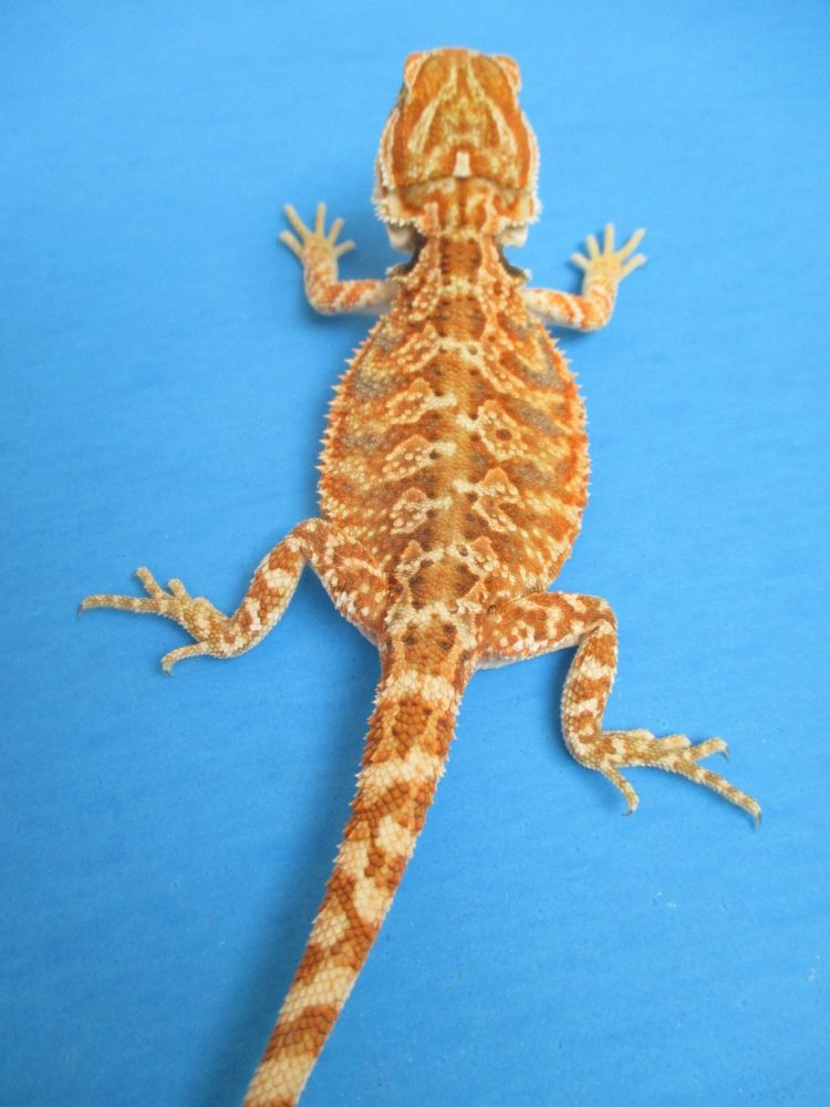 Tangerine & Orange Bearded Dragons For Sale Atomic Lizard Ranch