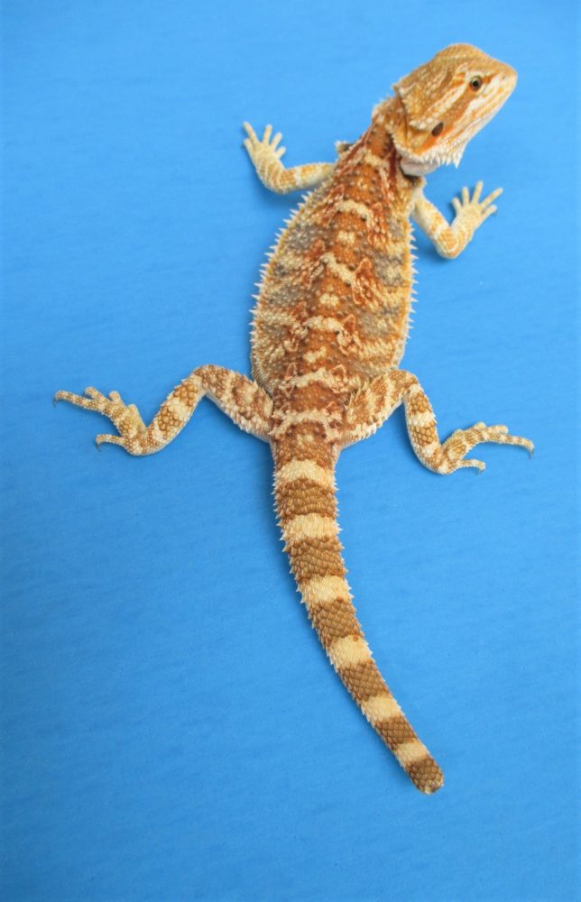 Tangerine & Orange Bearded Dragons For Sale Atomic Lizard Ranch