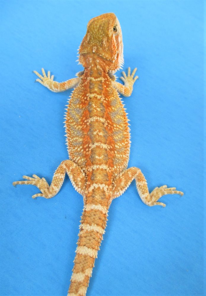 Tangerine & Orange Bearded Dragons For Sale Atomic Lizard Ranch