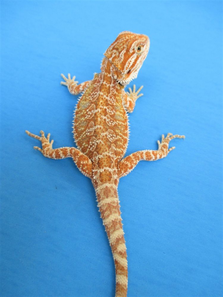 Tangerine & Orange Bearded Dragons For Sale Atomic Lizard Ranch