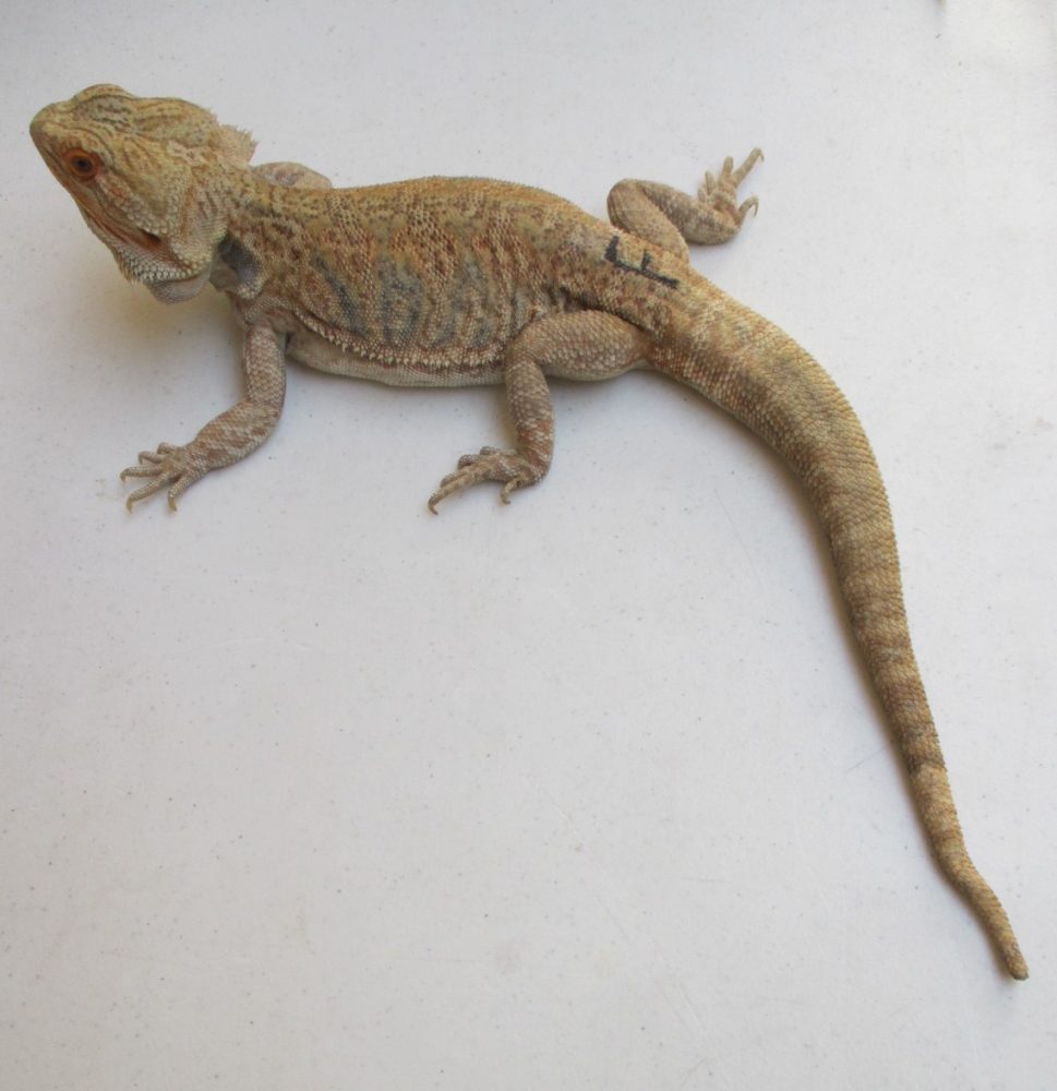 Adult Bearded Dragons For Sale Adoption & Rescues Atomic Lizard Ranch