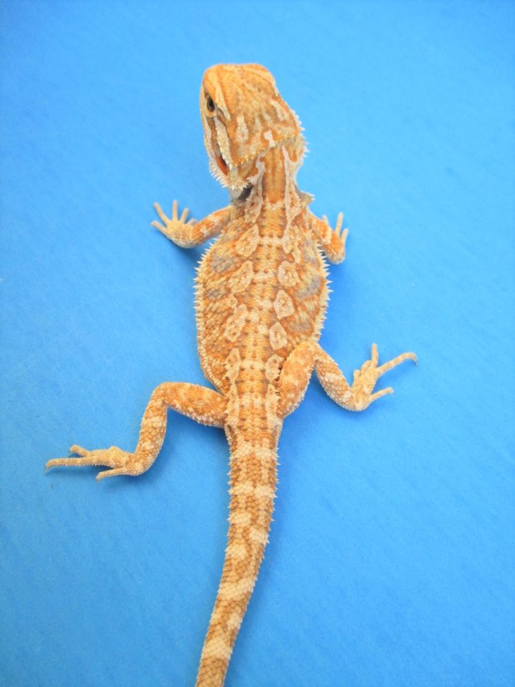 Tangerine & Orange Bearded Dragons For Sale Atomic Lizard Ranch