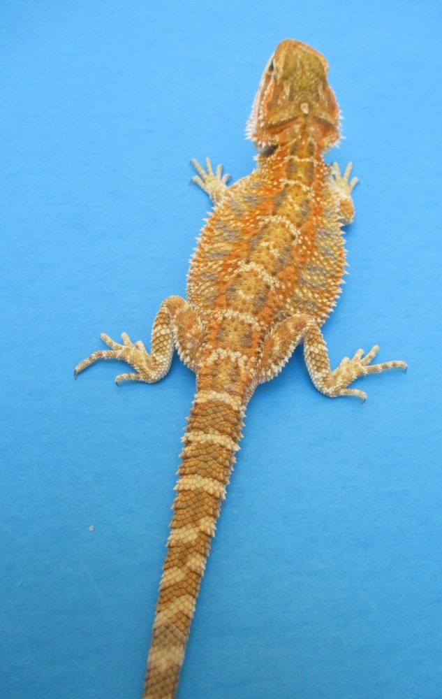 Tangerine & Orange Bearded Dragons For Sale Atomic Lizard Ranch