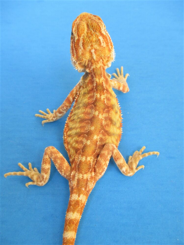 Citrus Leatherback Bearded Dragons For Sale Atomic Lizard Ranch