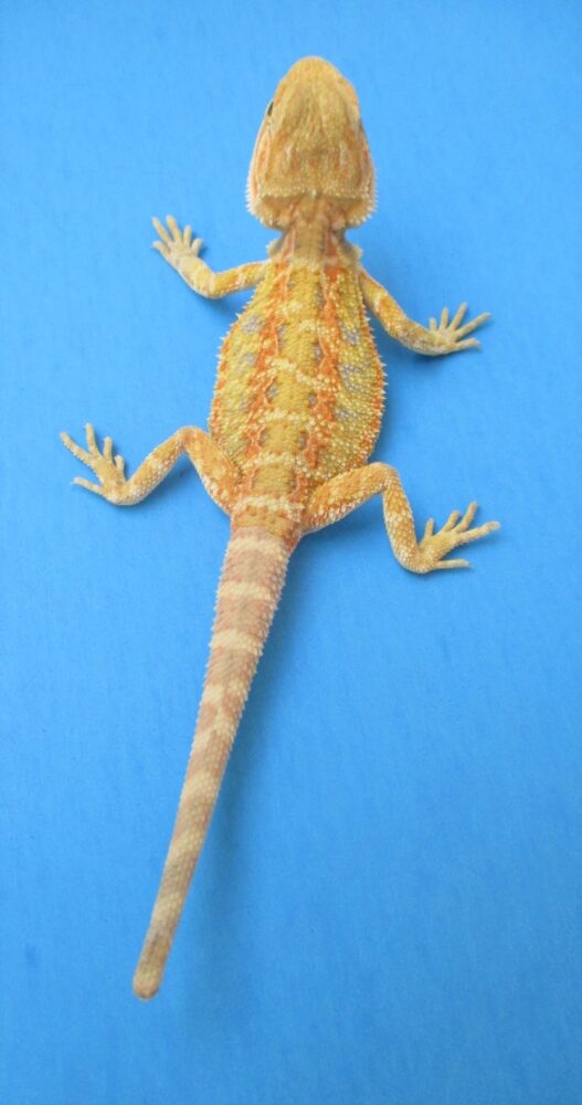 Tangerine Phase Bearded Dragons For Sale Atomic Lizard Ranch
