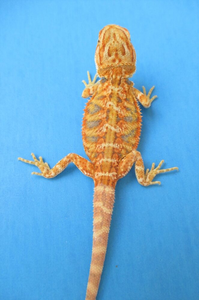 Tangerine Phase Bearded Dragons For Sale Atomic Lizard Ranch