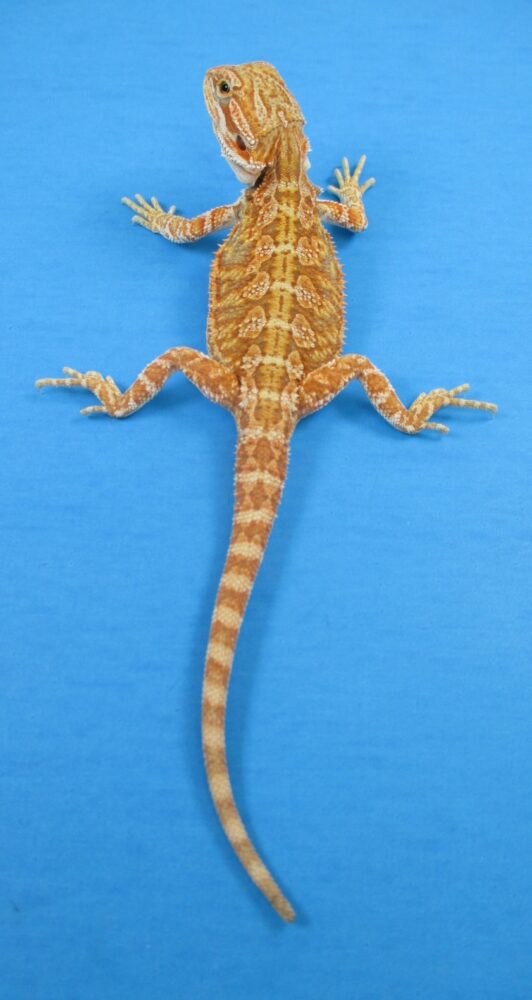 Tangerine & Orange Bearded Dragons For Sale Atomic Lizard Ranch