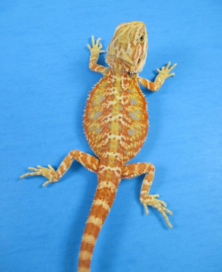 Tangerine Phase Bearded Dragons For Sale Atomic Lizard Ranch