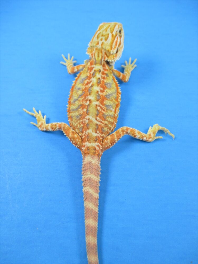 Tangerine Phase Bearded Dragons For Sale Atomic Lizard Ranch
