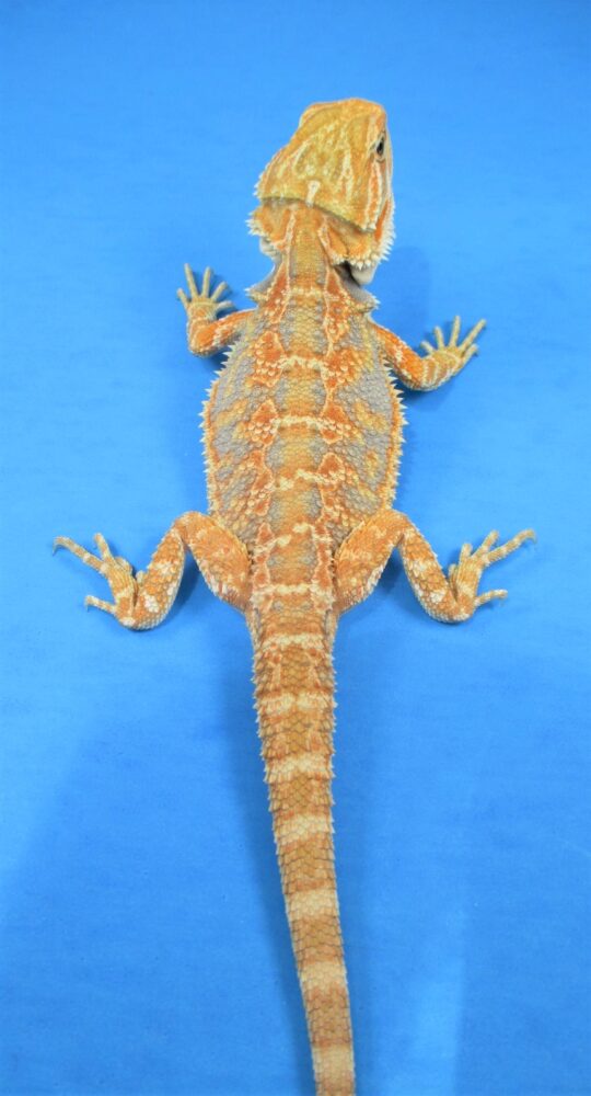 Tangerine & Orange Bearded Dragons For Sale Atomic Lizard Ranch