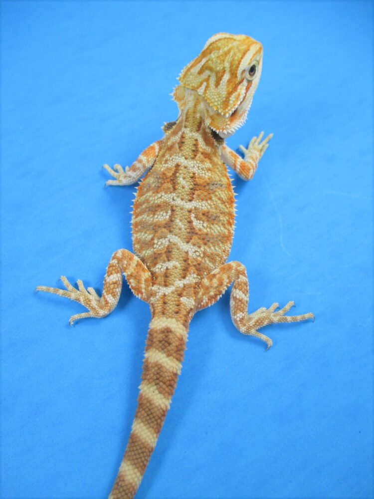 Tangerine & Orange Bearded Dragons For Sale Atomic Lizard Ranch