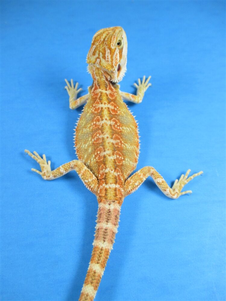 Tangerine Phase Bearded Dragons For Sale Atomic Lizard Ranch