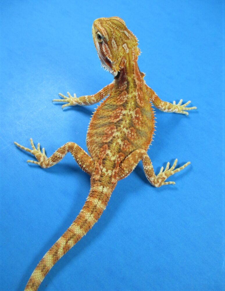 Tangerine & Orange Bearded Dragons For Sale Atomic Lizard Ranch