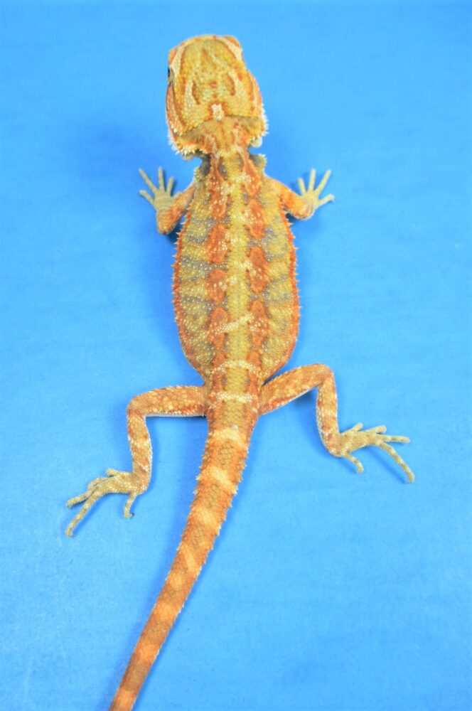 Tangerine Phase Bearded Dragons For Sale Atomic Lizard Ranch
