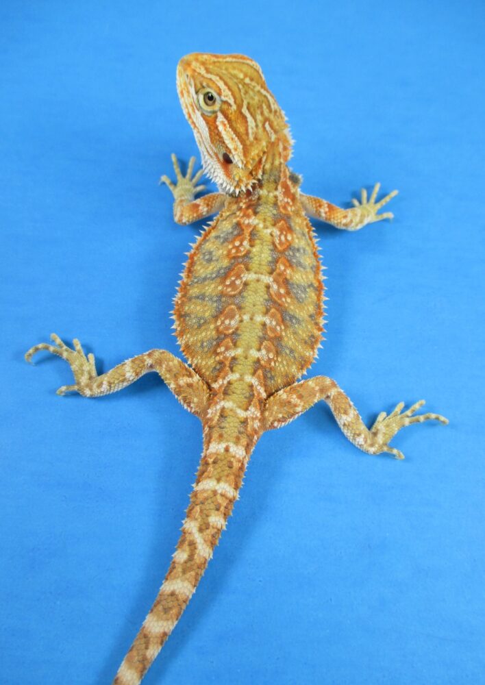 Tangerine Phase Bearded Dragons For Sale Atomic Lizard Ranch