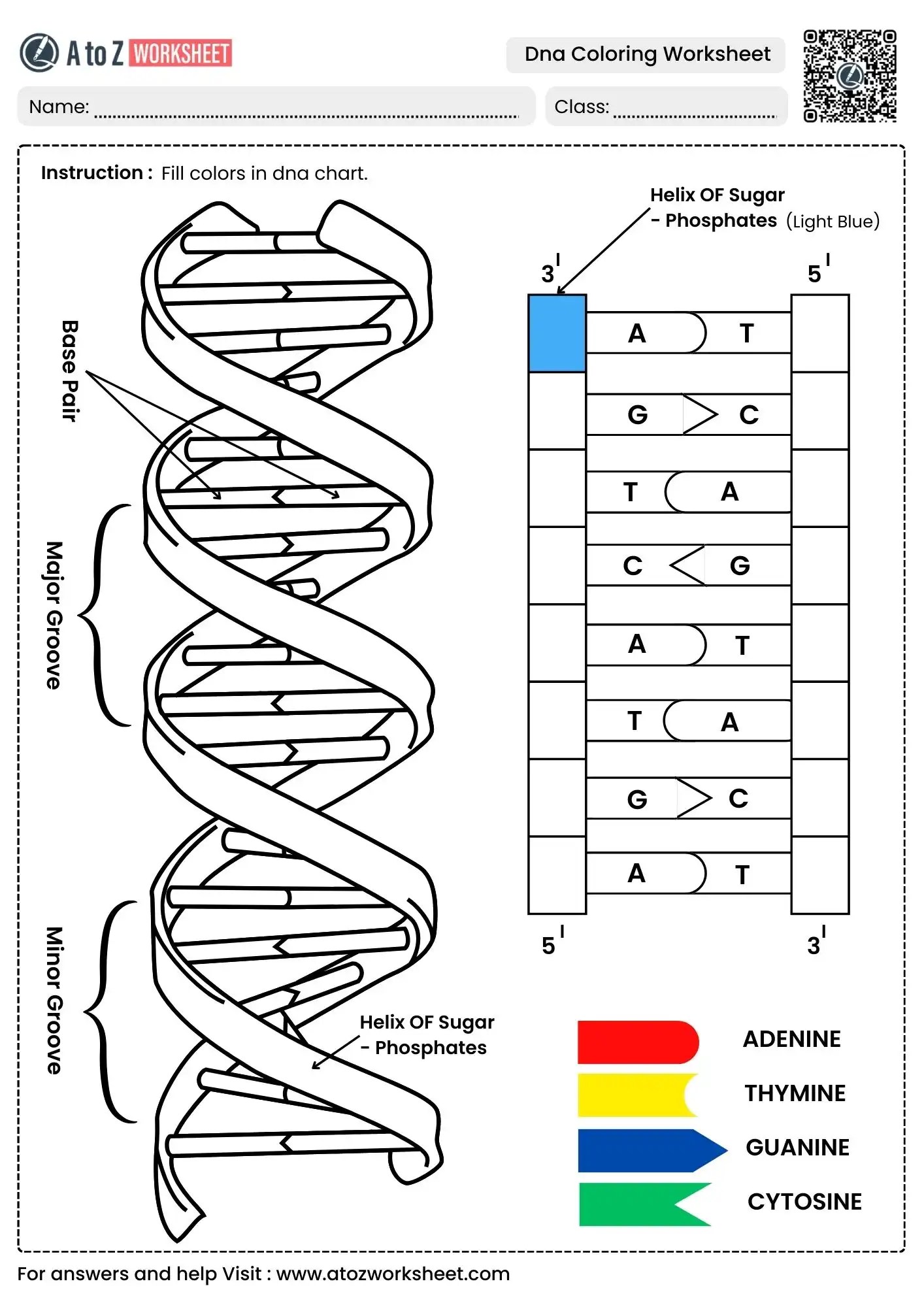DNA Coloring Worksheets (Free Printable PDF With Answers) - A to Z