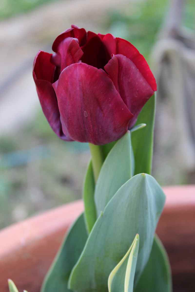 Are Tulips Dangerous To Cats Cat Meme Stock Pictures and Photos