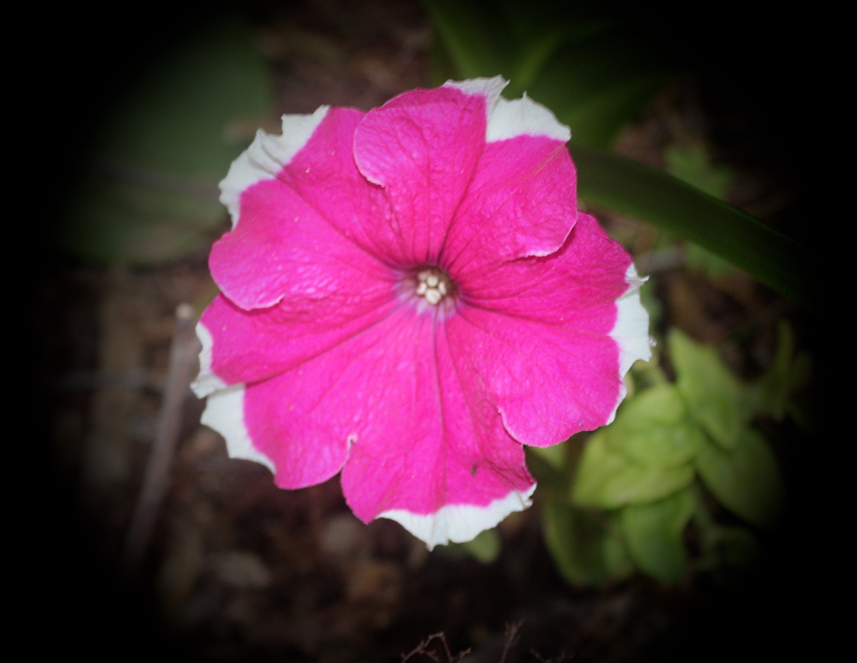 Petunias in winter AT PATHO