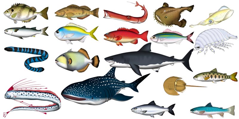 200以上 魚 リアル イラスト Sutosotojos