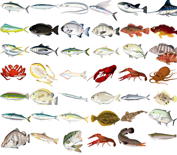 リアル魚イラスト」の画像 - 594 件の Stock 写真、ベクターおよびビデオ | Adobe Stock 魚イラスト、いきものイラストを提供してます。 とりえポルカドッツ