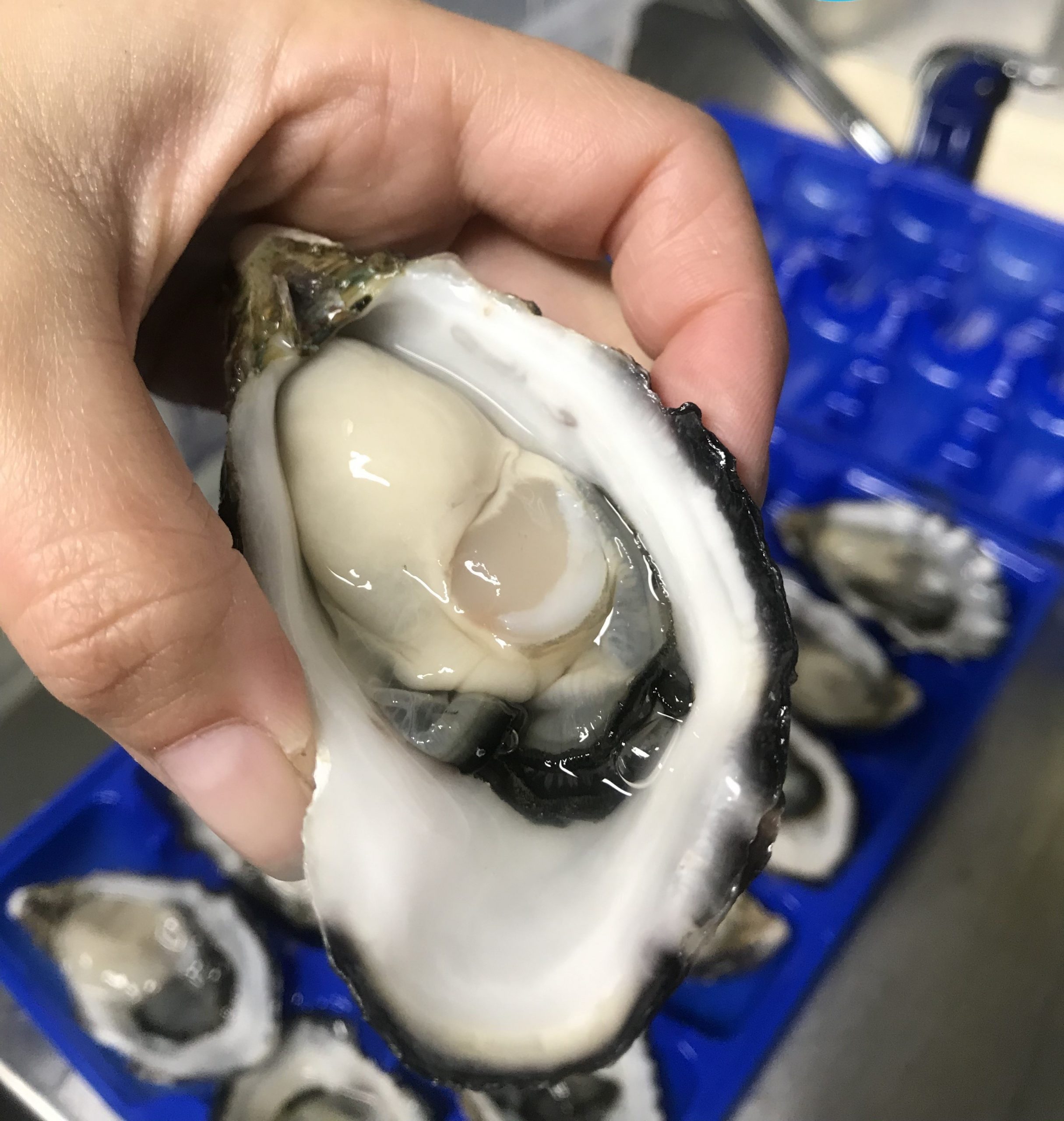Brisbane Fresh Oysters (5 Dozen) Wednesday 5th of October Free Delivery ATP Seafood