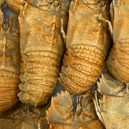 Moreton Bay Bugs ATP Seafood