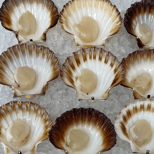 Scallops, Bass Strait (Wild Caught) ATP Seafood