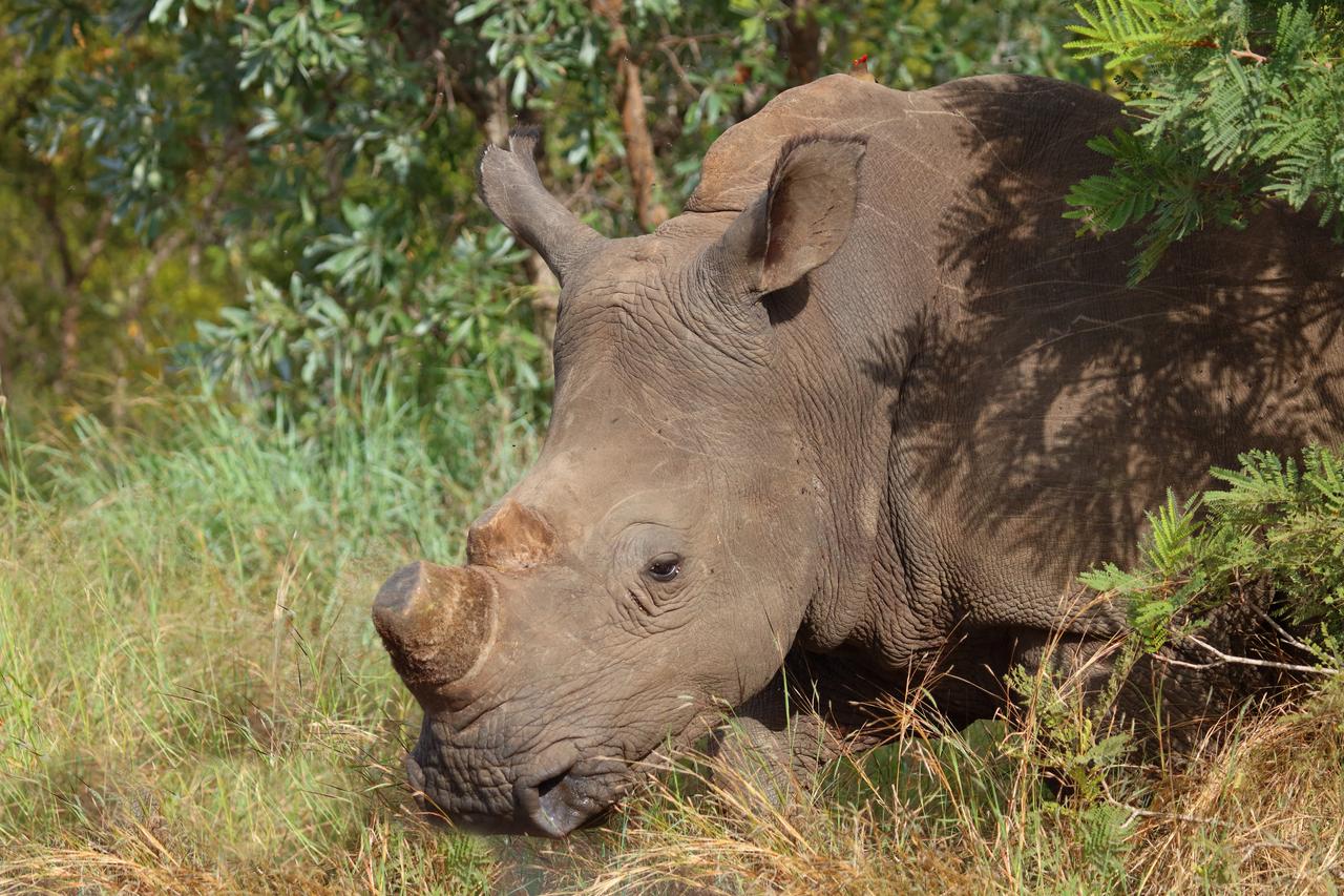 News Over 100 Rhinos Killed by Poachers in South Africa in First