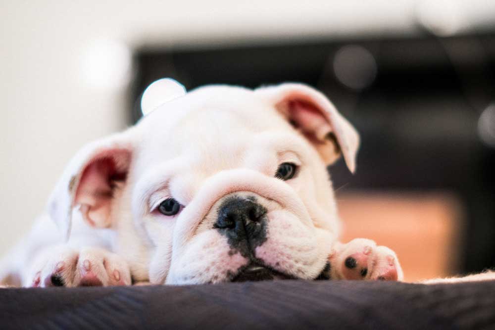 English Bulldog Breed Information And Personality Traits AtractivoPets